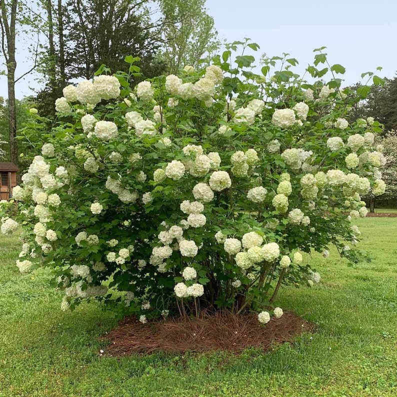 Old Fashioned Snowball Viburnum Flowering Shrubs Live
