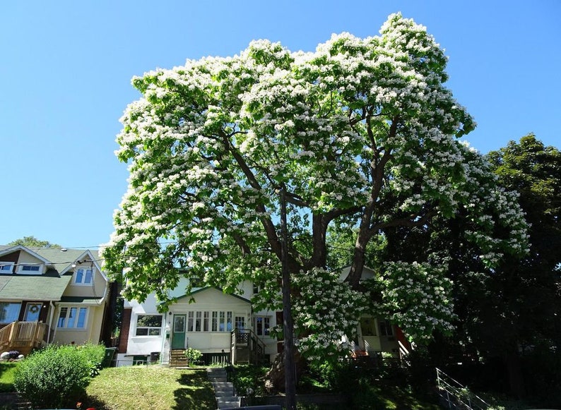 Catalpa Speciosa Catalpa Tree Live Plant Not Ship To Etsy