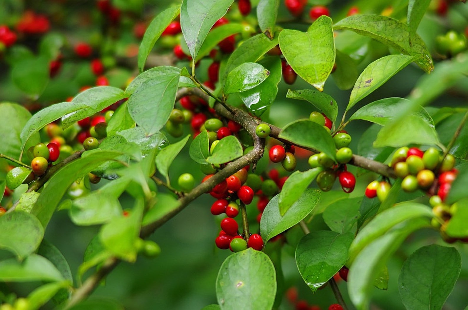 Spice Bush Pond Berry Lindera melissifolia Live Plant Not Etsy