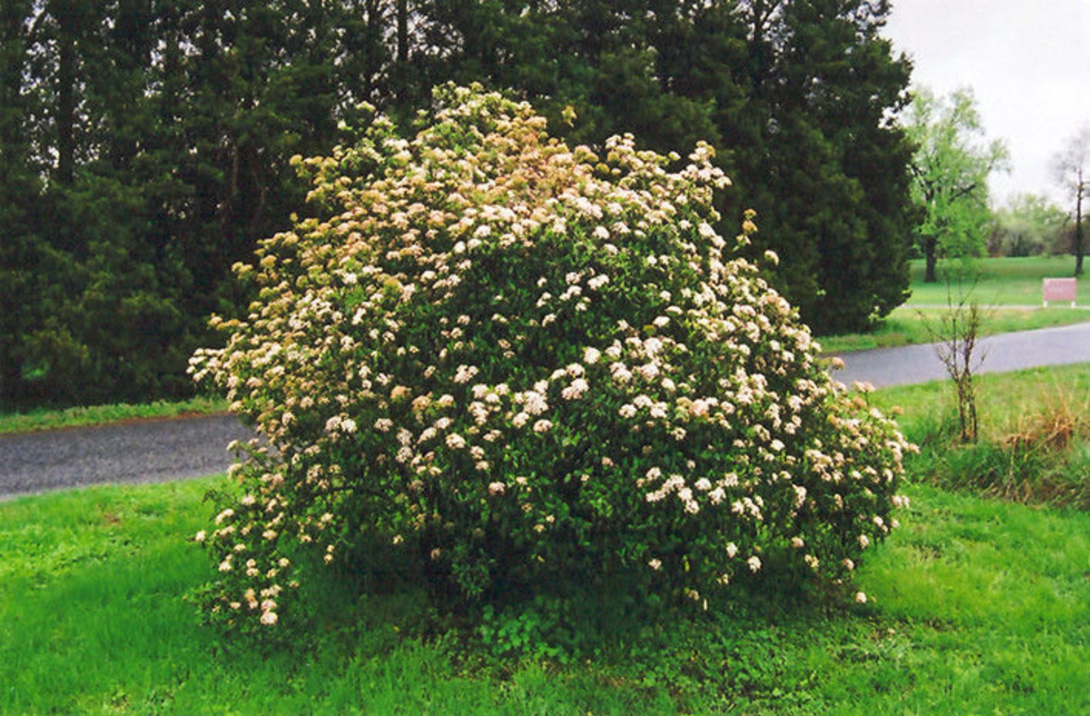 Viburnum x pragense Prague Viburnum Live Plant Not Ship Etsy