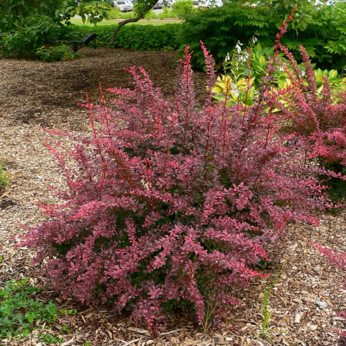 Rose Glow Barberry Bush