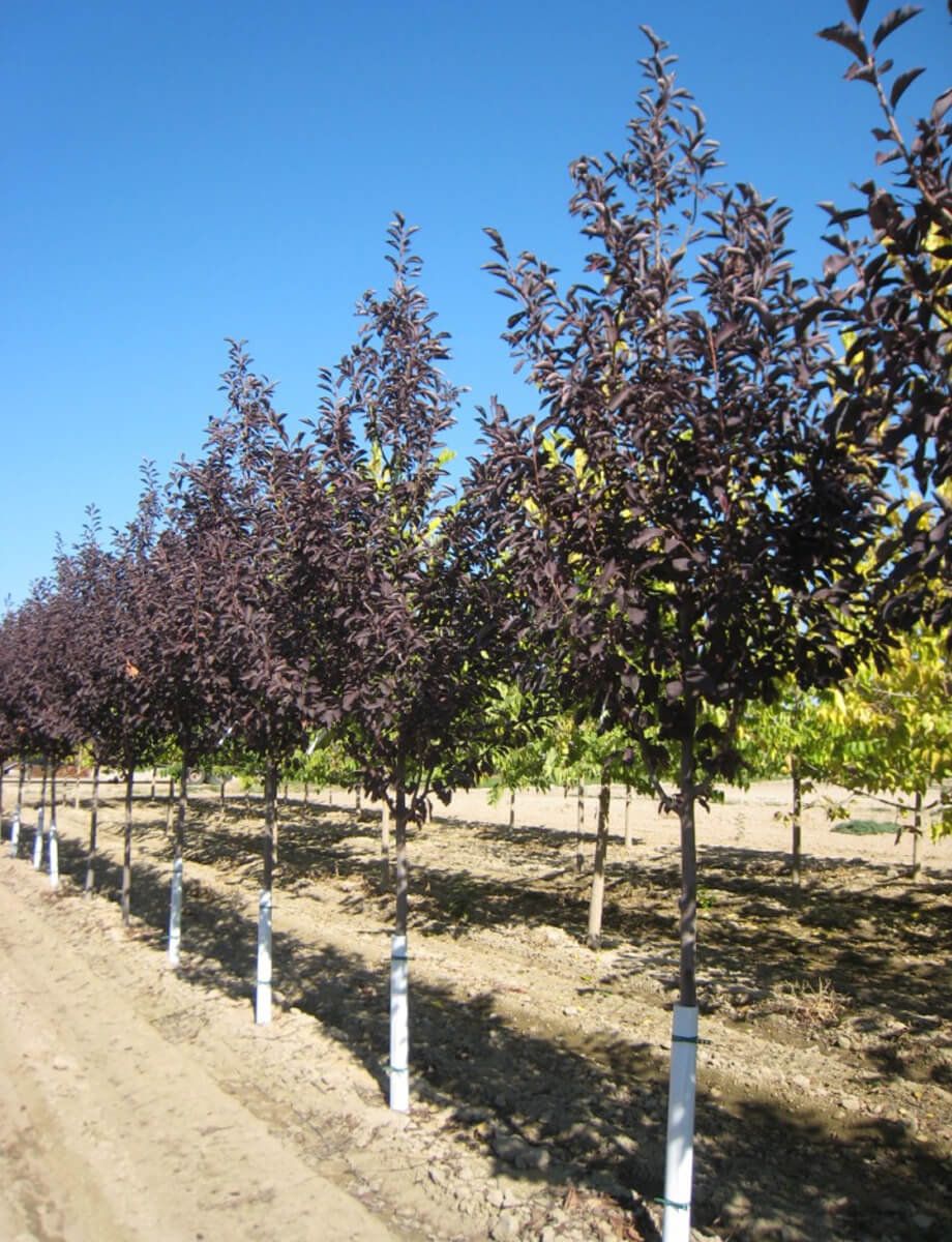 Red Choke Cherry Tree Live Plant Not Ship To ARIZONA Etsy