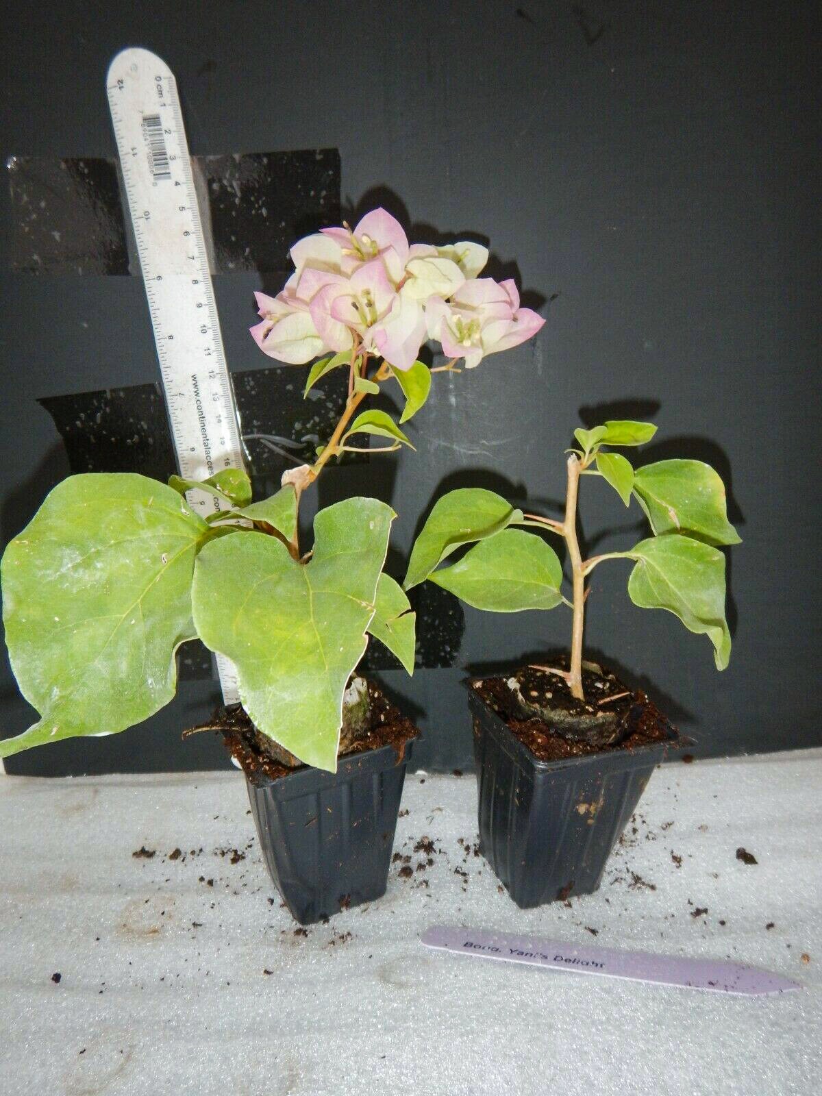 Yani's Delight Bougainvillea Starter/plug plant Etsy