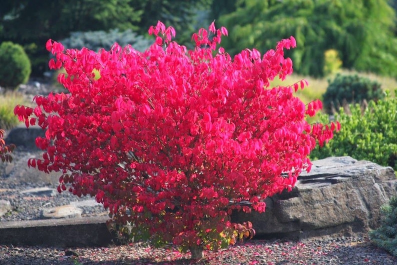 Dwarf Burning Bush Euonymus Alatus Plant 4 Pot Etsy