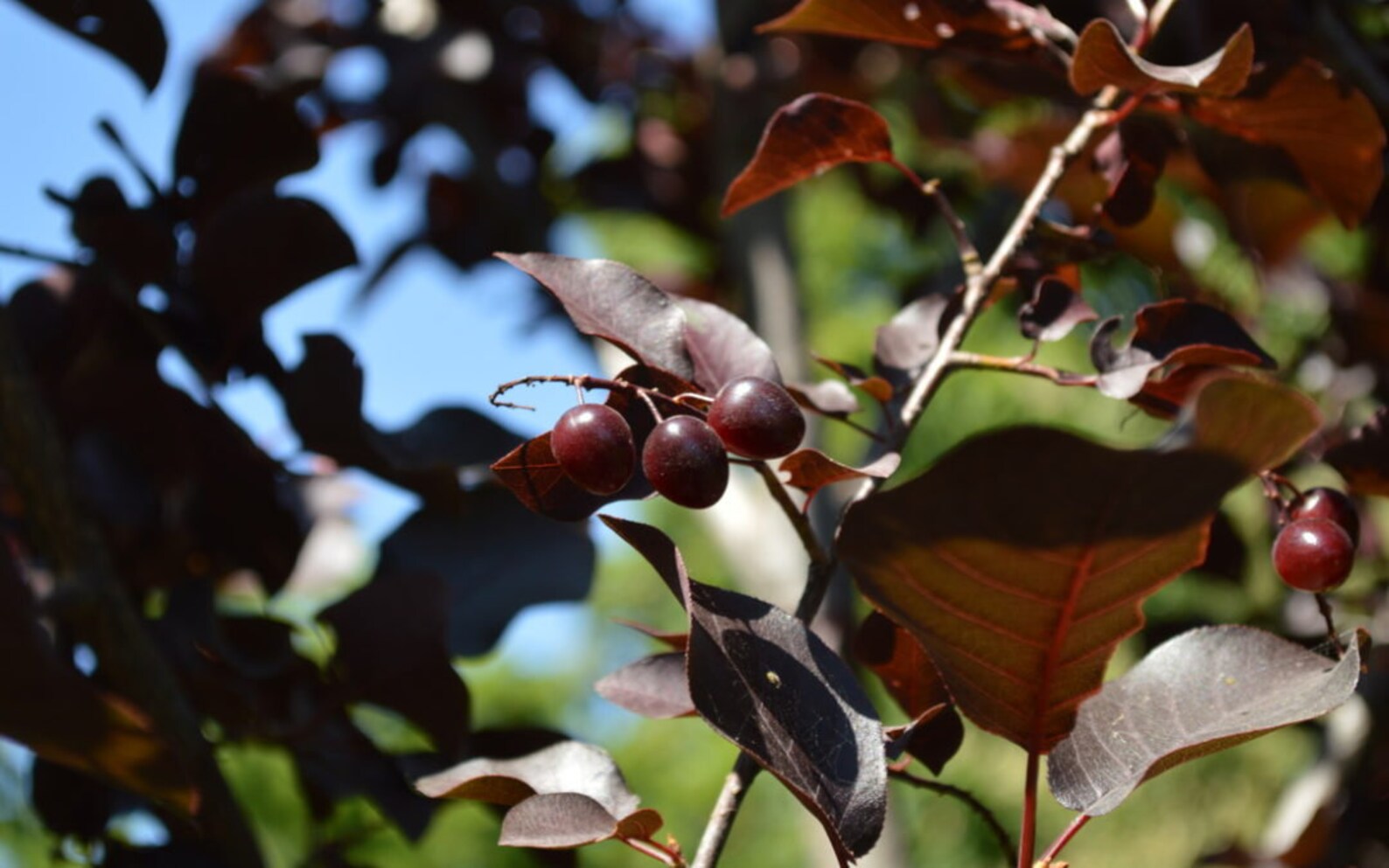 Red Choke Cherry Tree Live Plant Not Ship To ARIZONA Etsy