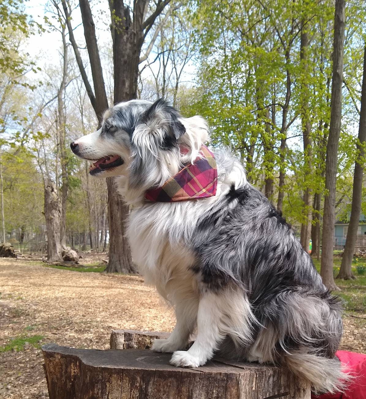 Dog Collar Bandana Etsy