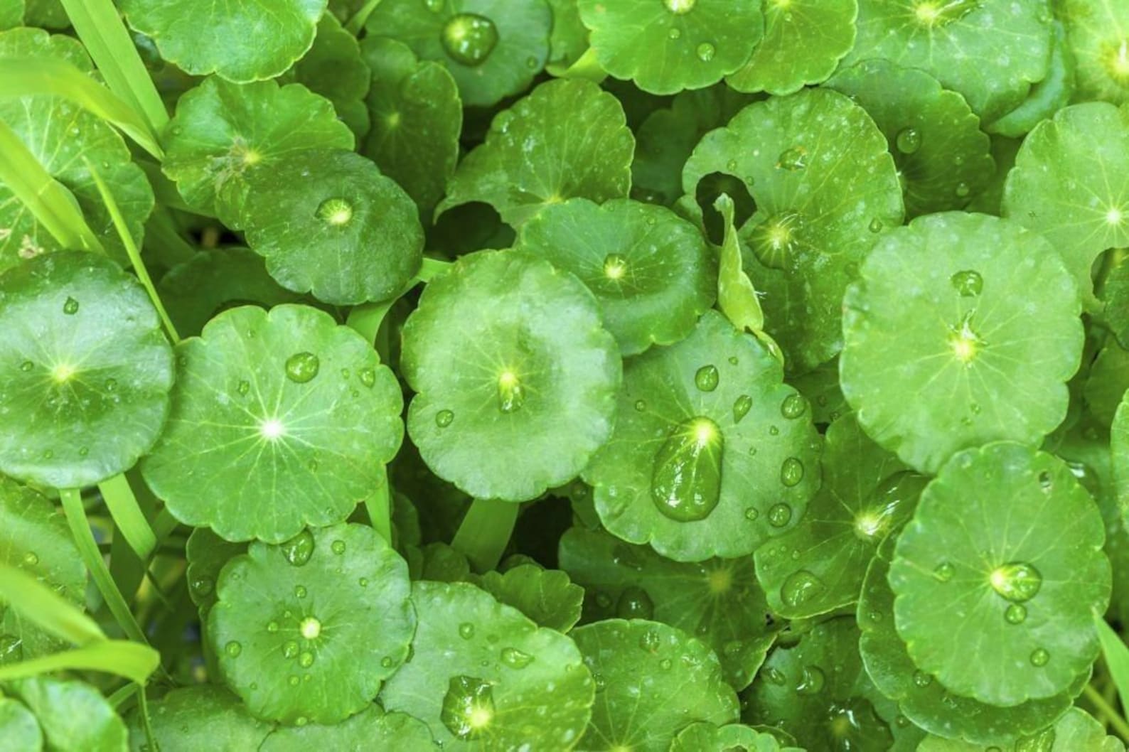 Gotu Kola roundleaf aka Centella Live Plant Asiatica Herb