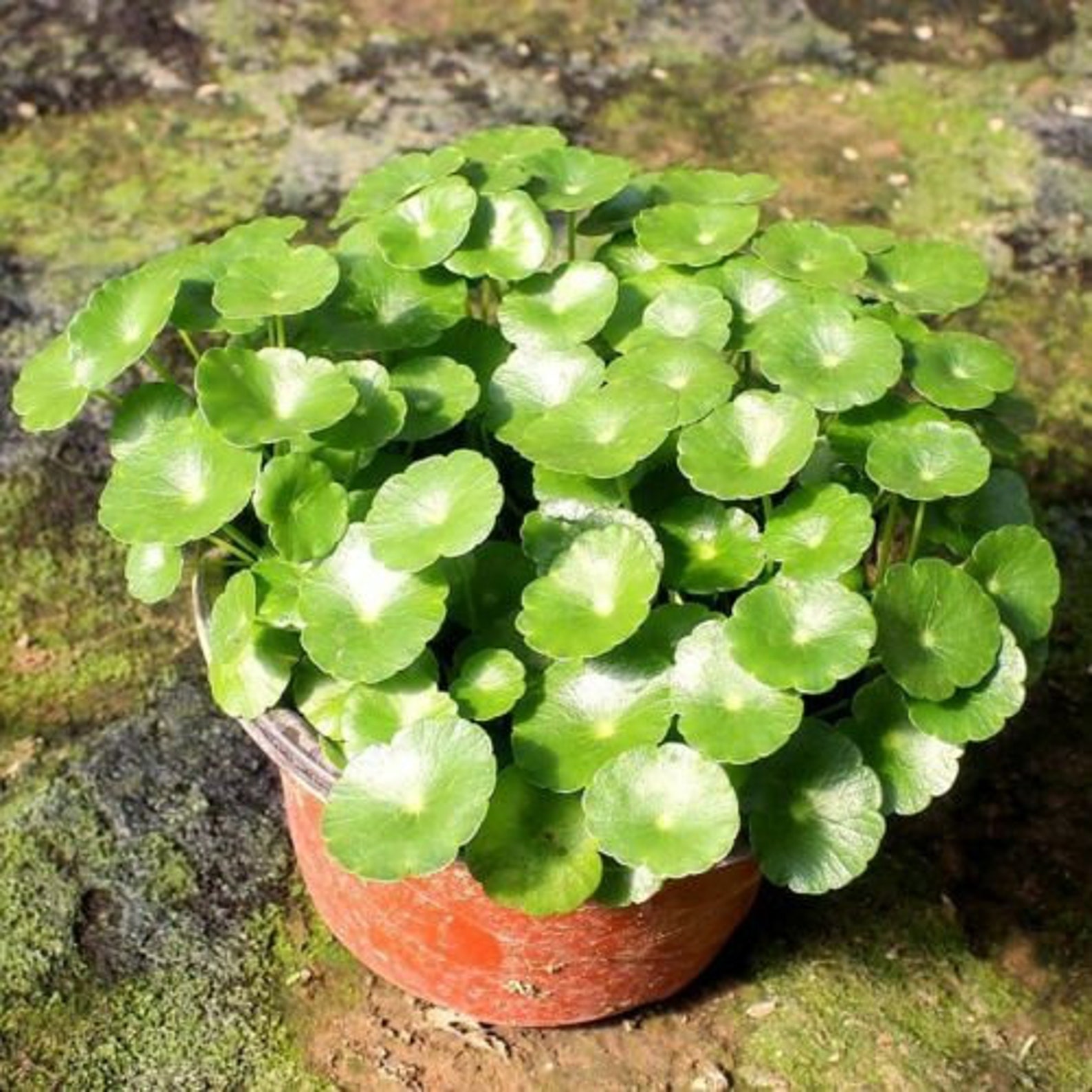 Gotu Kola roundleaf aka Centella Live Plant Asiatica Herb