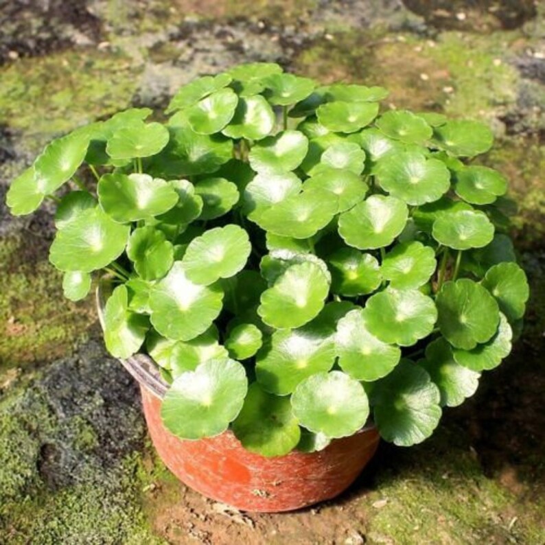 Gotu Kola roundleaf aka Centella Live Plant Asiatica Herb Etsy