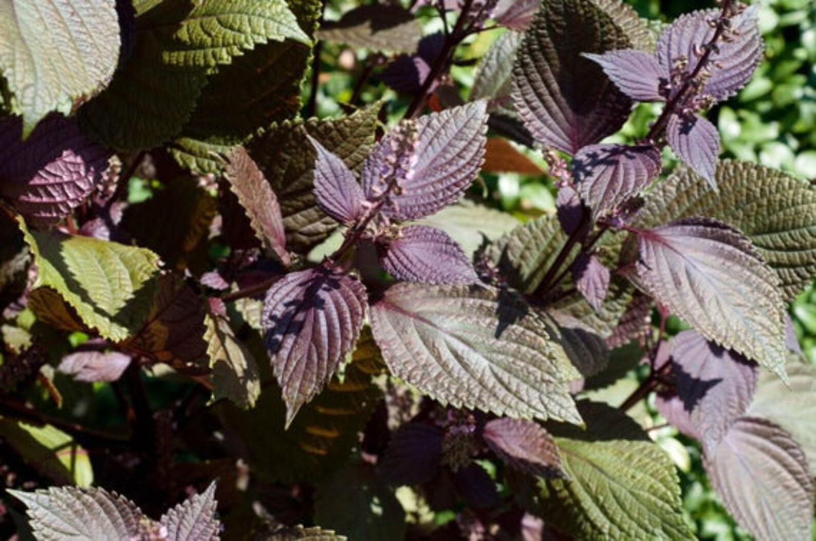 Purple Perilla Japanese Perilla Red Leaf Live Plant Tia To | Etsy