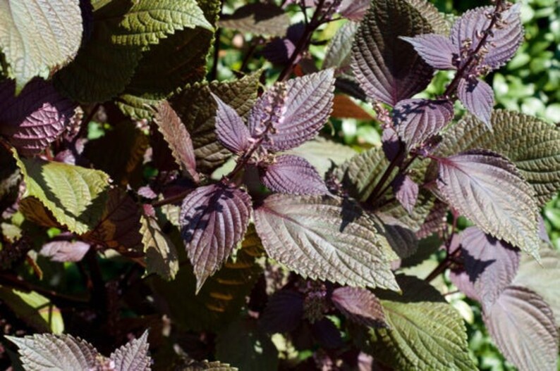 Purple Perilla Japanese Perilla Red Leaf Live Plant Tia To