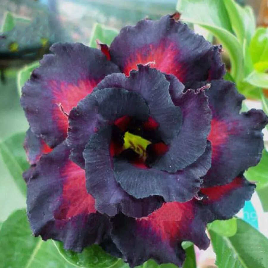 Black Charming Double Desert Rose Black Adenium Seeds 2 Etsy