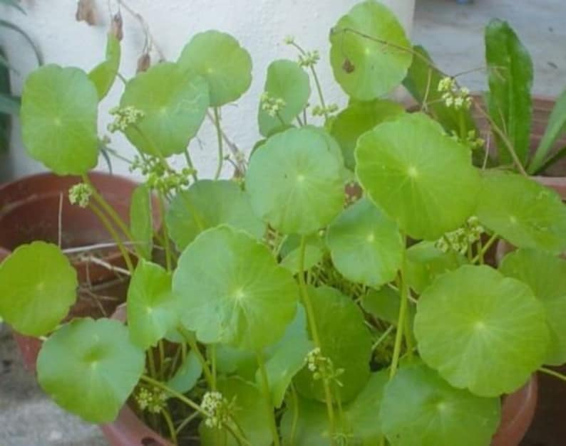 Gotu Kola roundleaf aka Centella Live Plant Asiatica Herb Etsy
