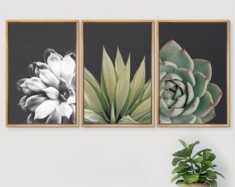 SIGNWIN 3 Piece Framed Canvas Wall Art Echeveria Succulents Photography Print Modern Art Western Decor for Living Room