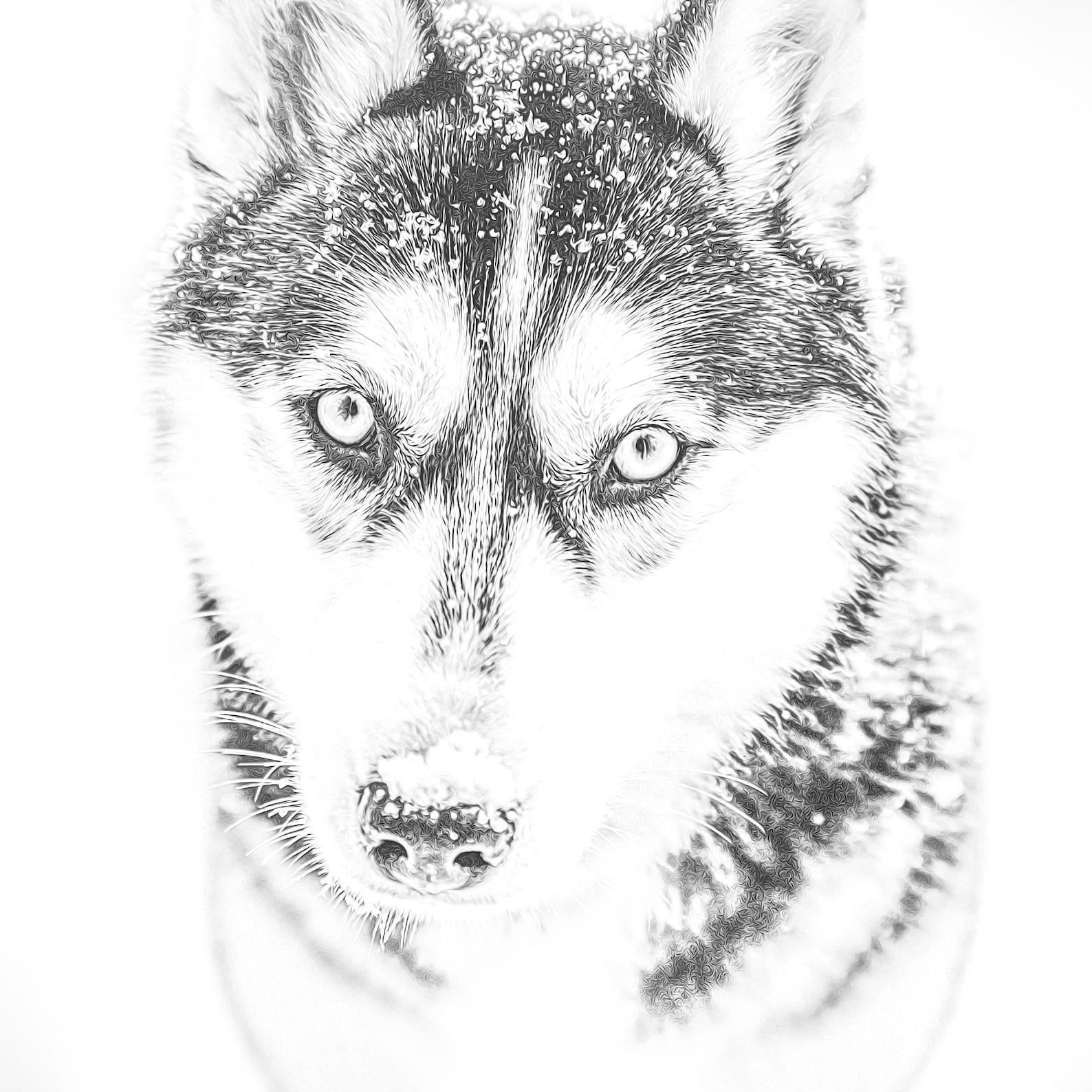 Free Printable Coloring Pages With Huskies