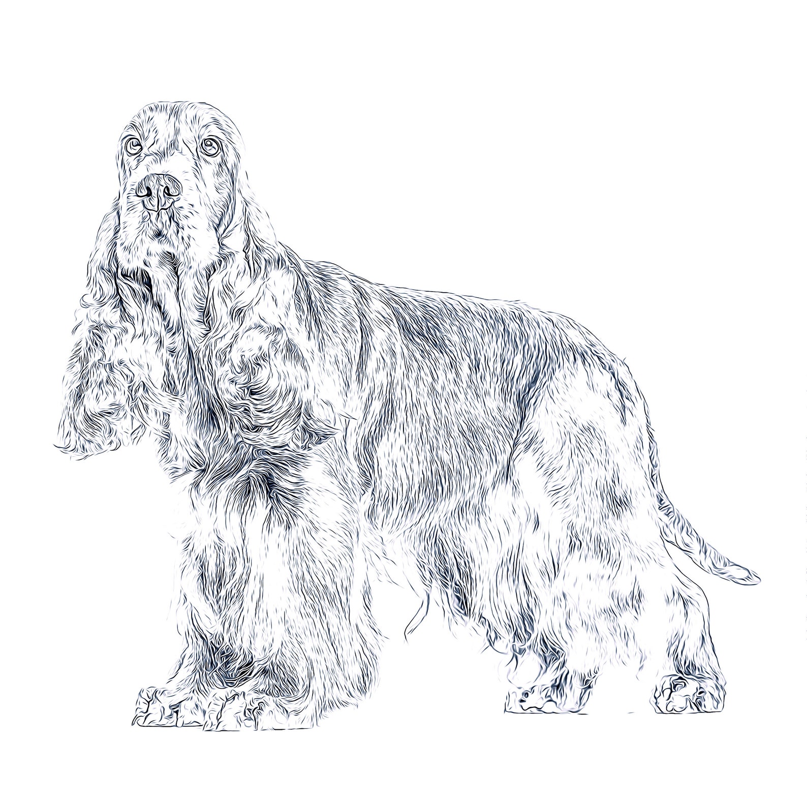 Cocker Spaniel coloring page dog Adult coloring page | Etsy