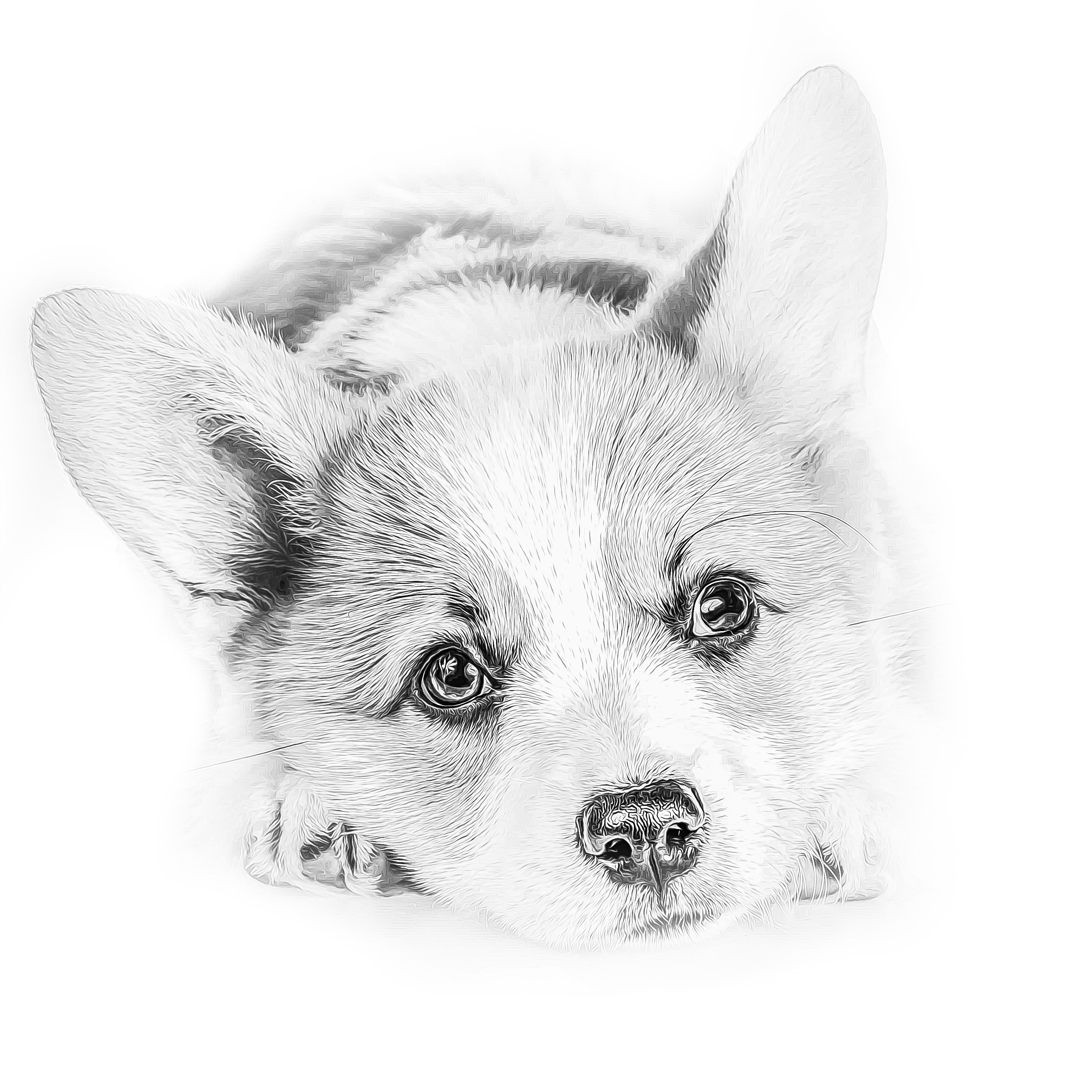 Corgi Coloring Pages Printable