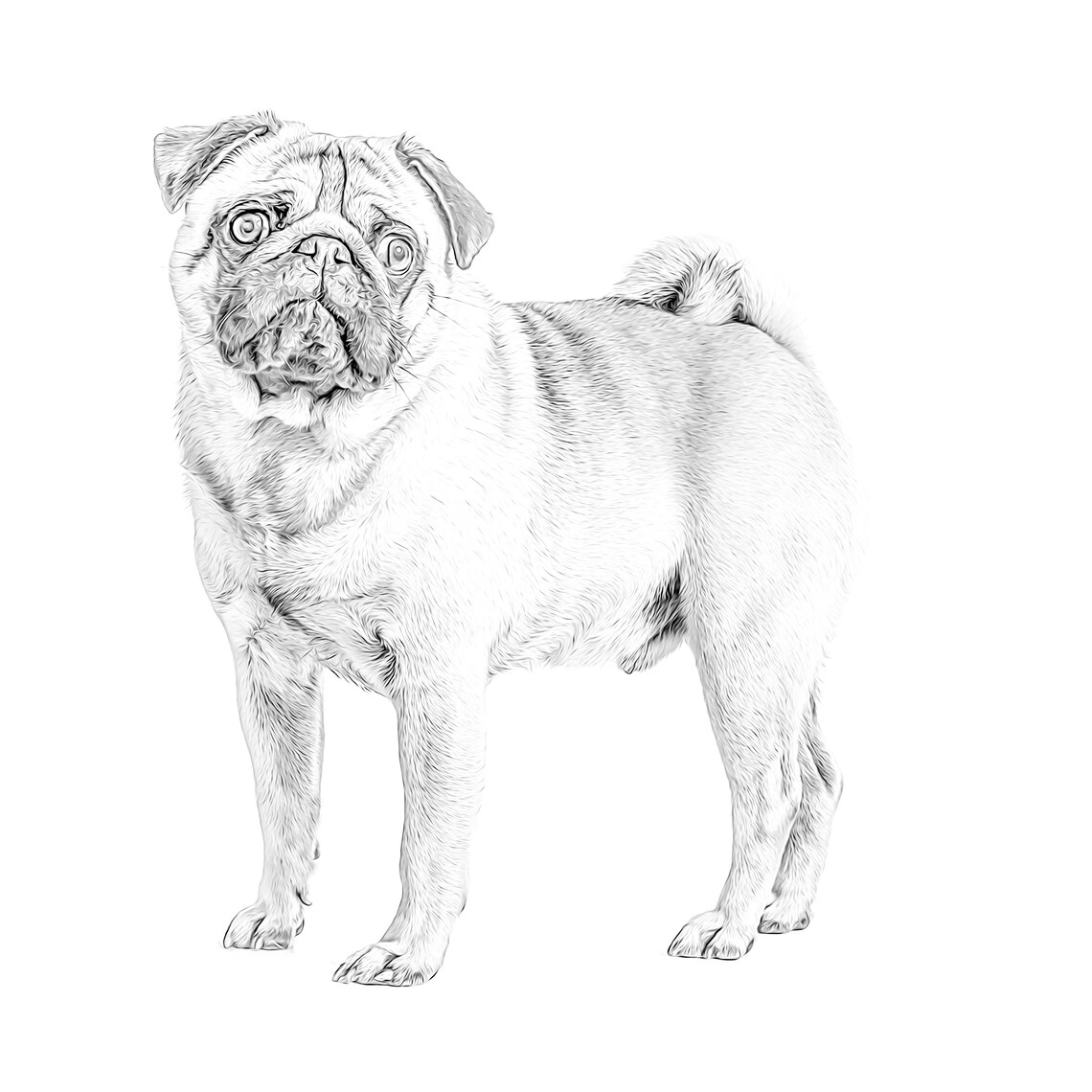 Pug Dog Coloring Page Adult Coloring Page Realistic For Dog Etsy