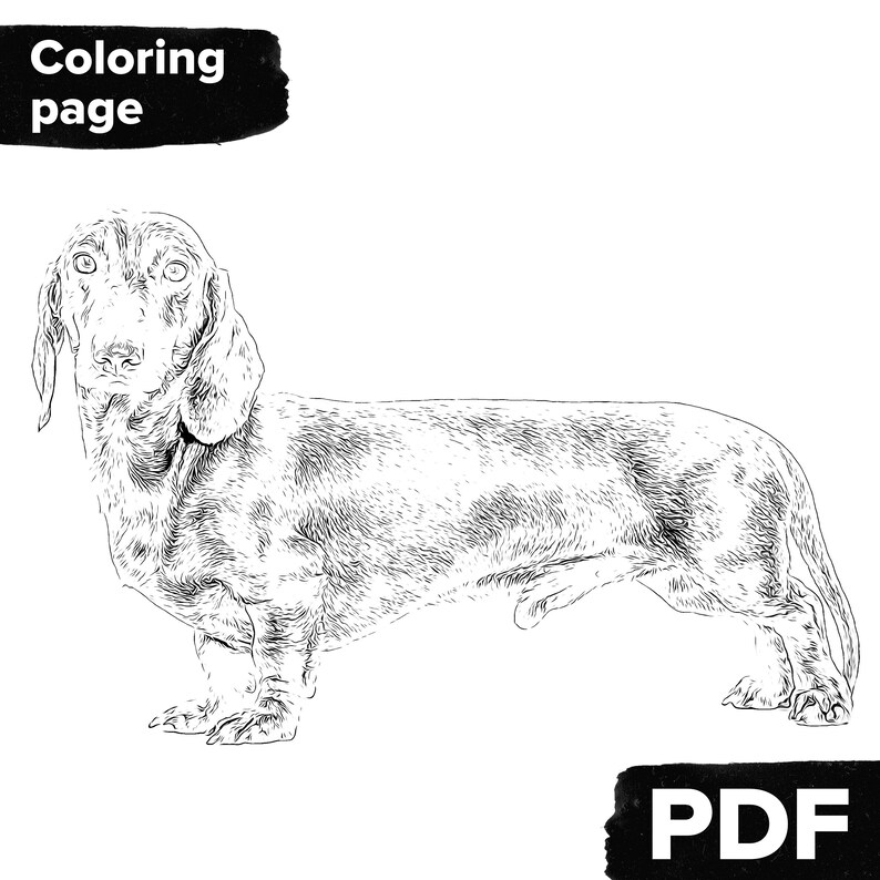 Dachshund Coloring Page Adult Coloring Page Realistic For Dog Etsy