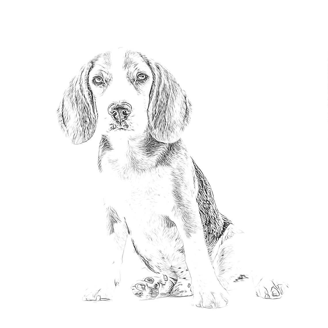 Beagle Coloring Page Dog Adult Coloring Page Realistic for | Etsy