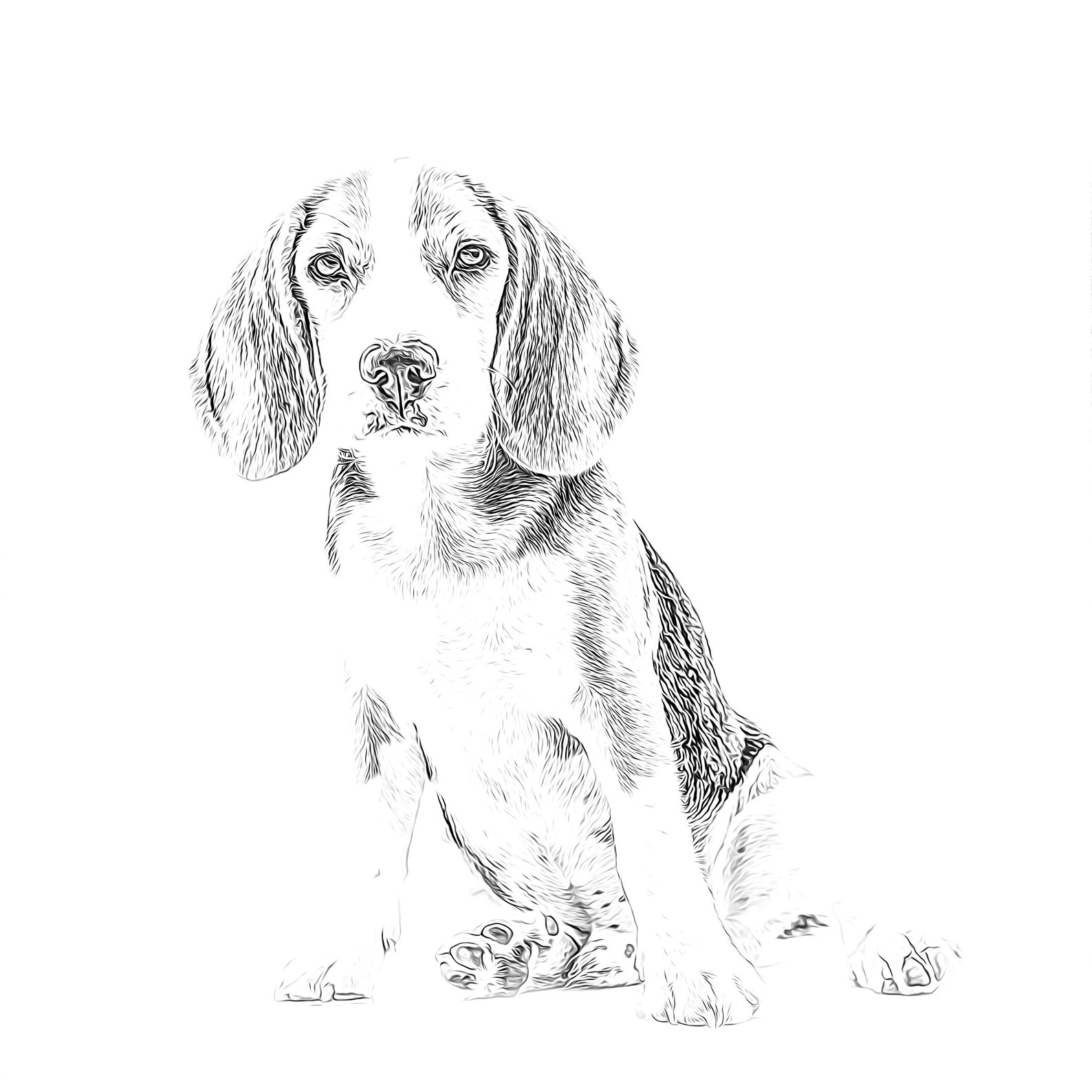 Beagle coloring page dog Adult coloring page realistic for | Etsy