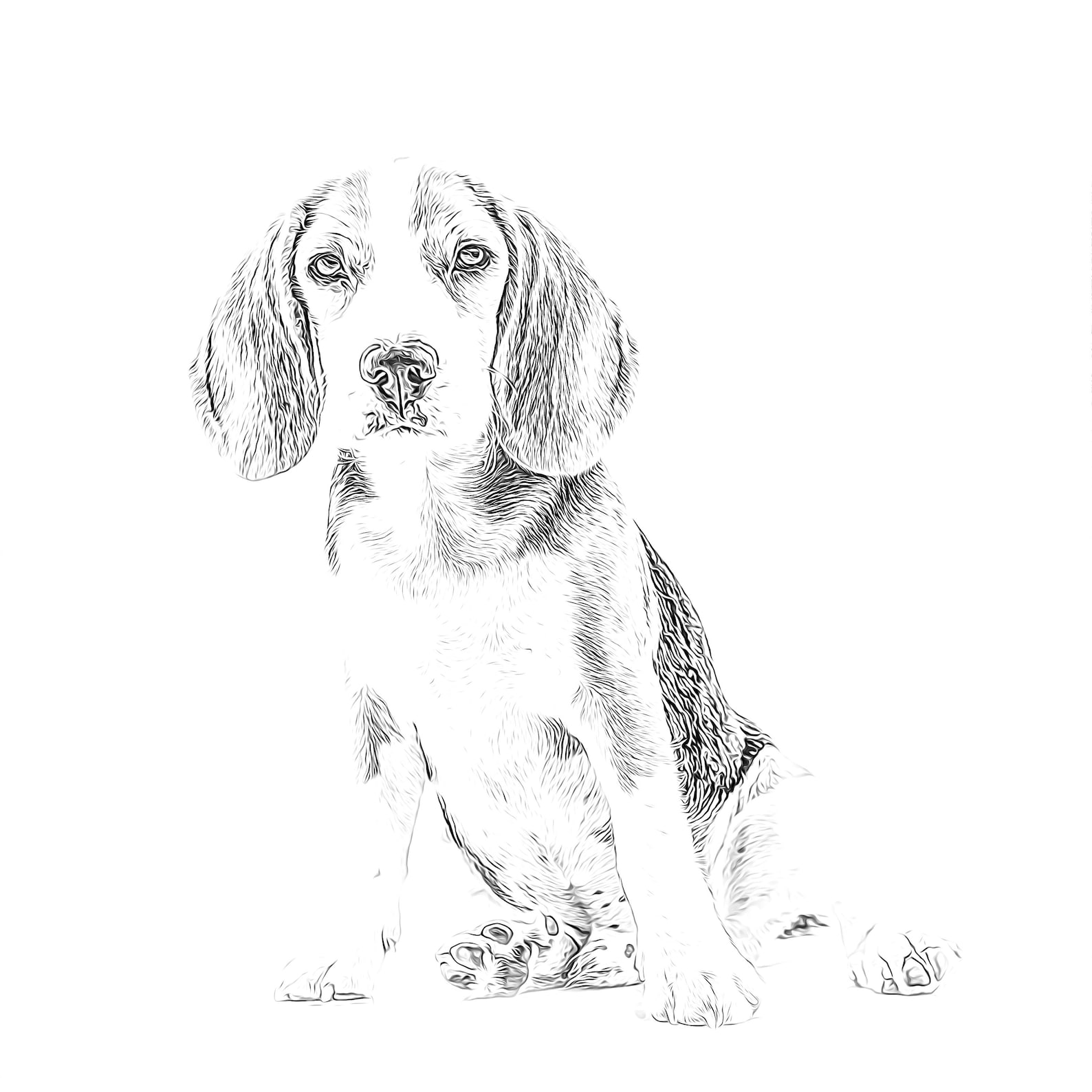 Beagle coloring page dog Adult coloring page realistic for | Etsy