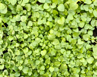Corsican Mint