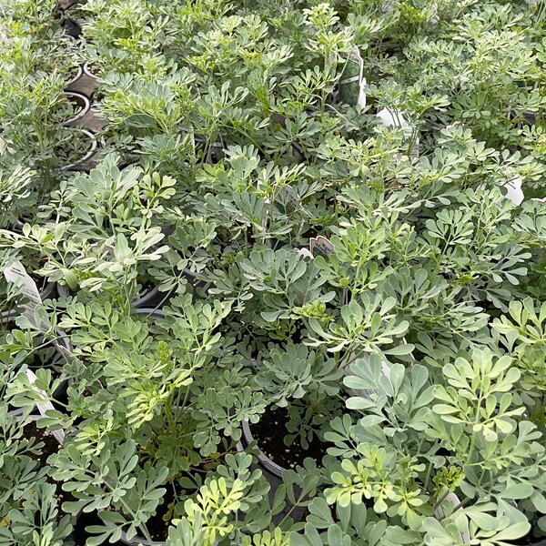 Live Herb Plants Etsy