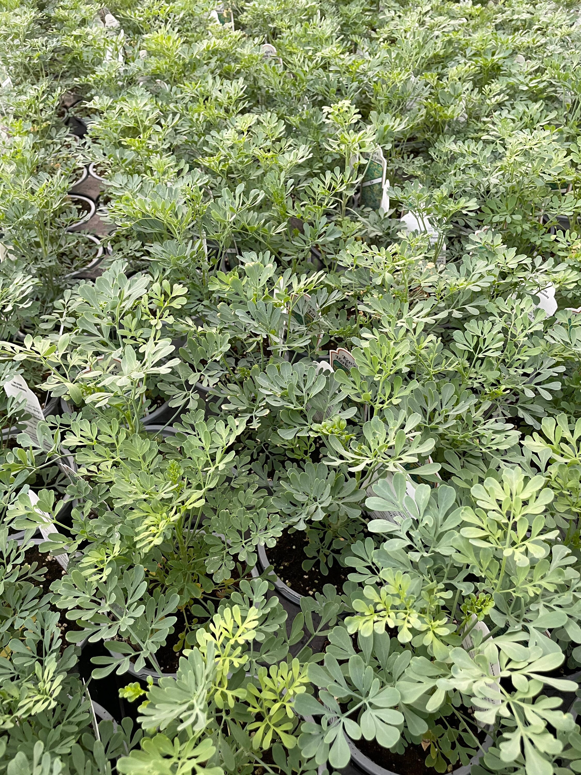 RUE 2 Pots for 11.99/ 4 Pots for 23.99 Live 4 1/2" Plants
