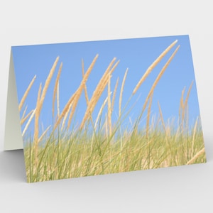 Set of 3 Beach Grass Cards, Summer, 5x7, desk art