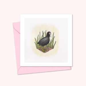 Carte de voeux de foulque avec une illustration d'oiseau dessinée à la main, adaptée à toutes les occasions, vierge à l'intérieur pour votre propre message