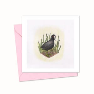 Tarjeta de felicitación de focha - Ilustración de pájaro dibujada a mano, ideal para cualquier ocasión - Interior en blanco para tu propio mensaje