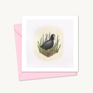 Tarjeta de felicitación de focha con ilustración de pájaro dibujada a mano, ideal para cualquier ocasión. Interior en blanco para tu propio mensaje.