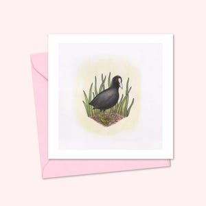 Cartão de felicitações Coot com ilustração de pássaro desenhada à mão, adequado para qualquer ocasião, com interior em branco para sua própria mensagem