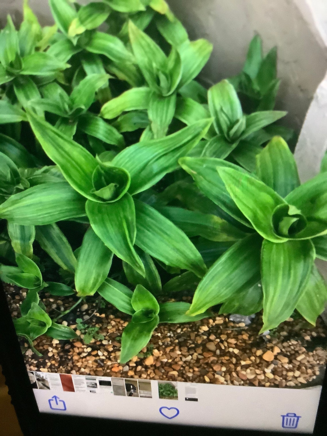 Callisia Fragrans basket live plant Etsy