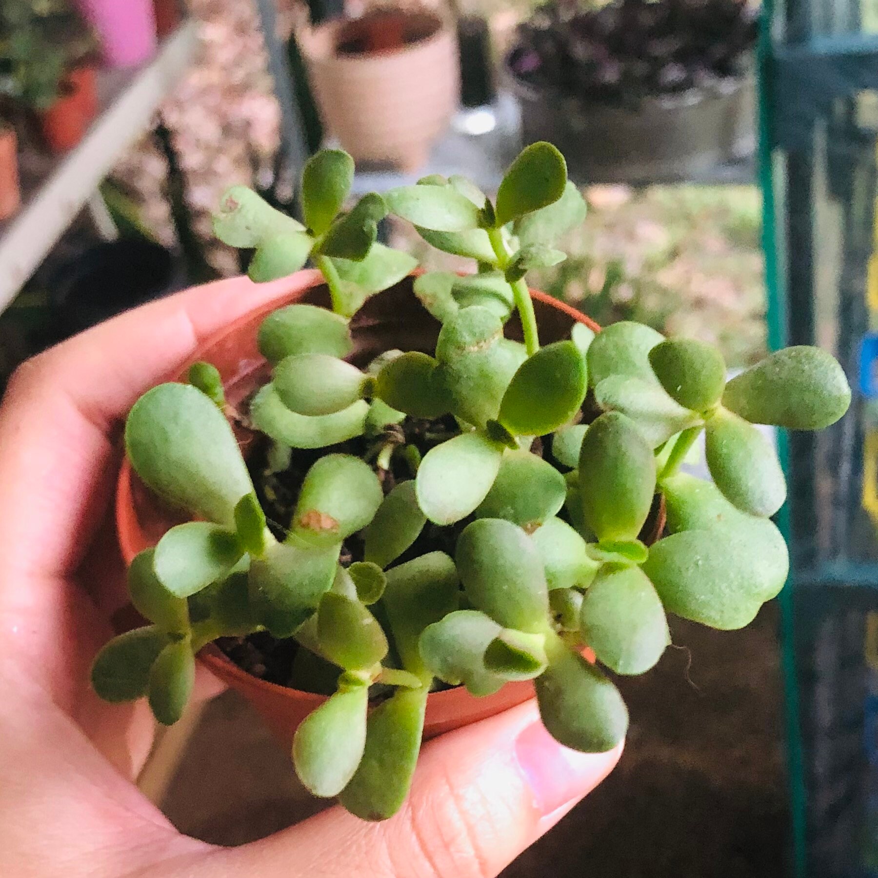 Jade Plant several growing pups Succulent Live Rooted Etsy Jade Plant several growing pups Succulent Live Rooted Etsy