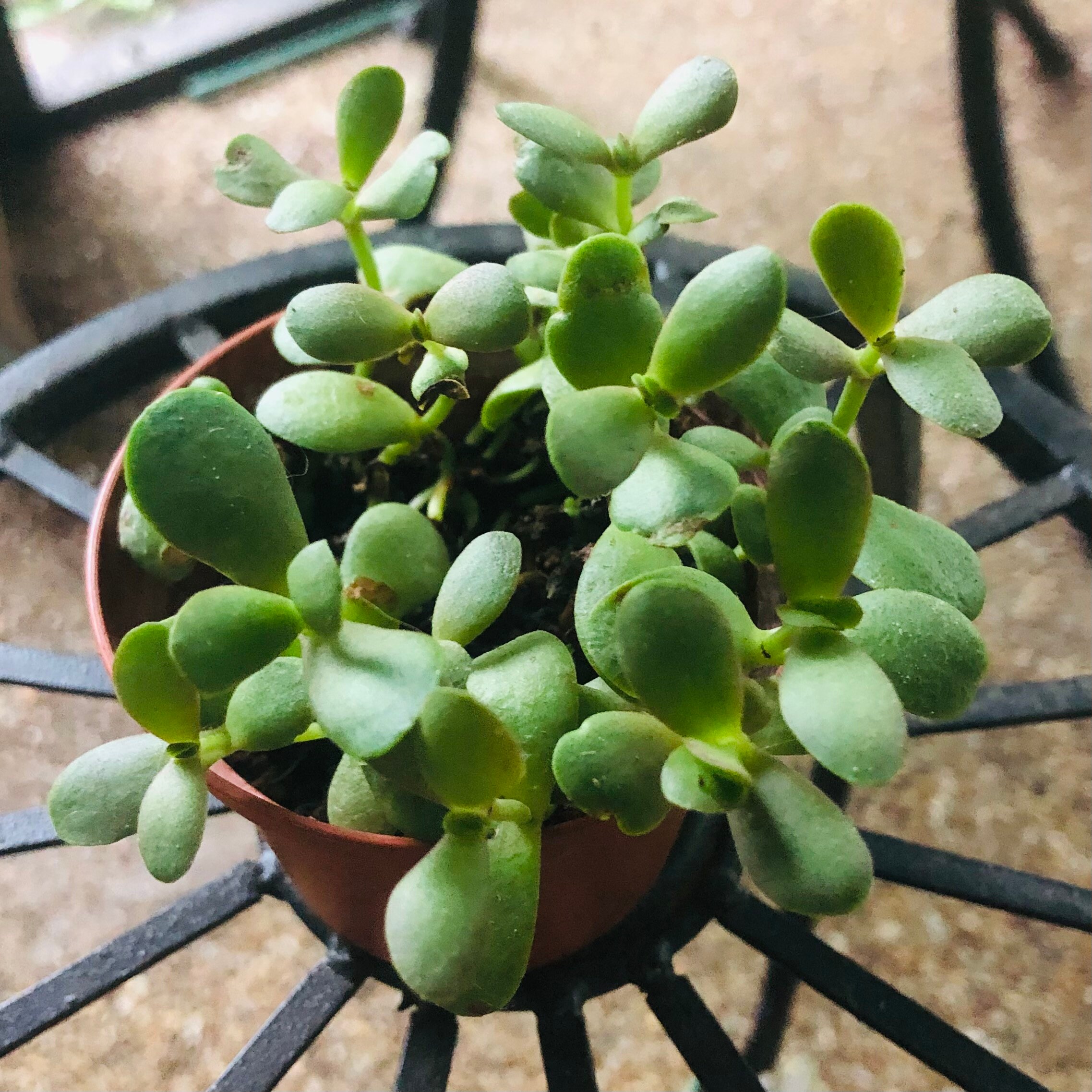 Jade Plant several growing pups Succulent Live Rooted Etsy Jade Plant several growing pups Succulent Live Rooted Etsy