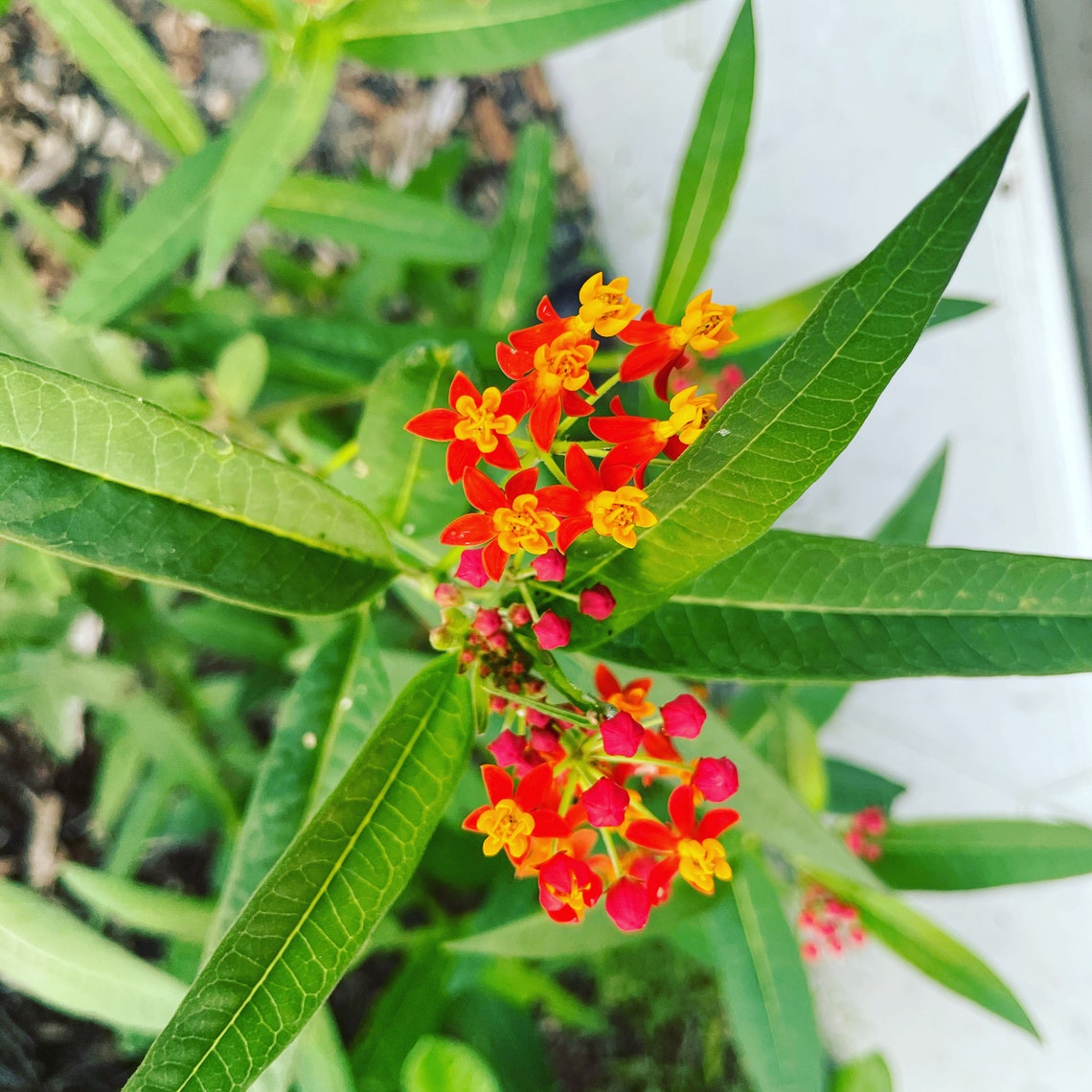 Scarlet Tropical Milkweed Flower Asclepias curassavica Etsy