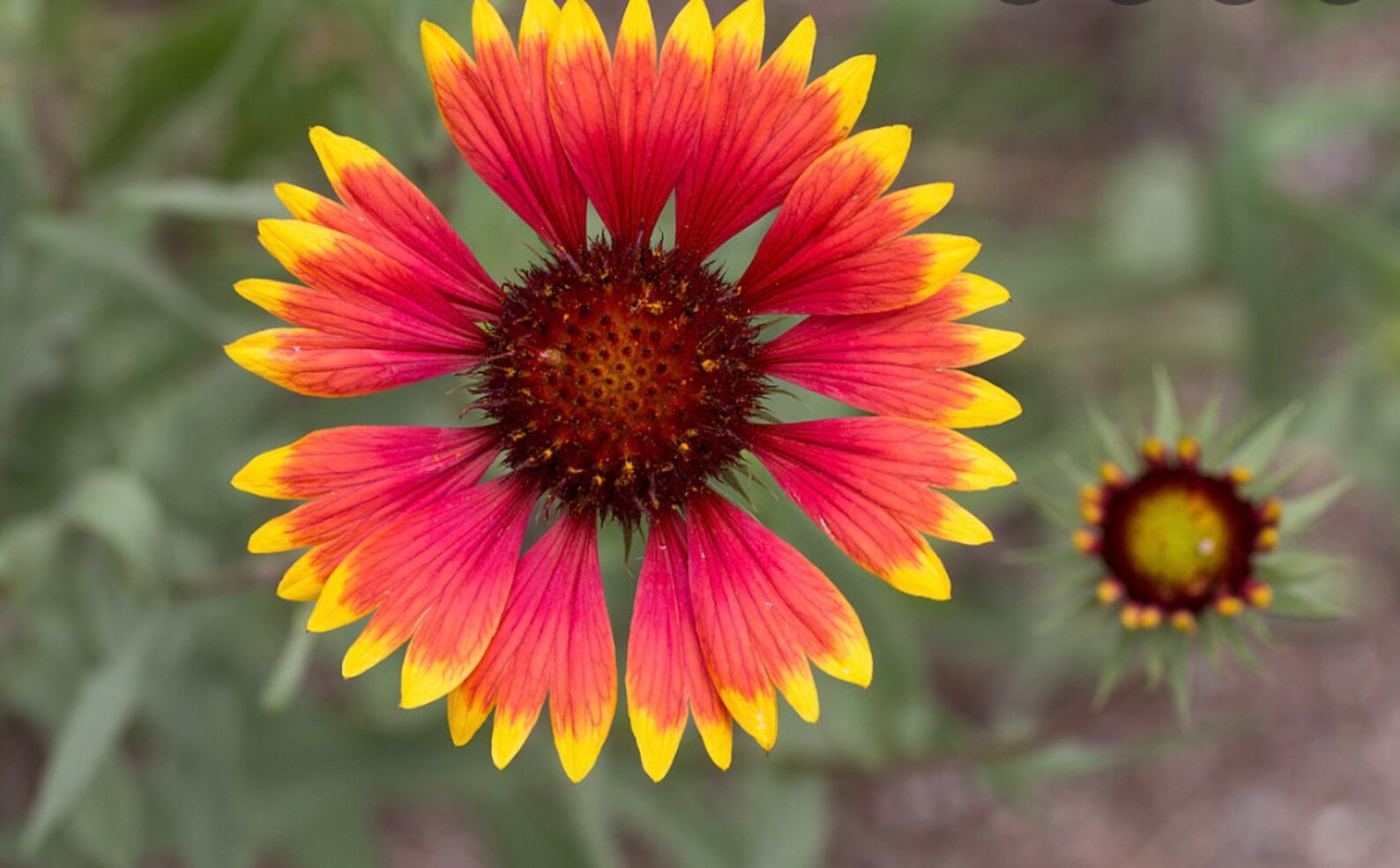 Blanket Wildflower Gaillardia Indian Blanket Asteraceae Etsy