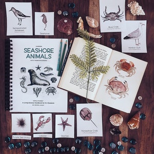 Simple Studies: Learning Seashore Animals with Thornton Burgess