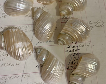 8 Pearl Turbo Seashells