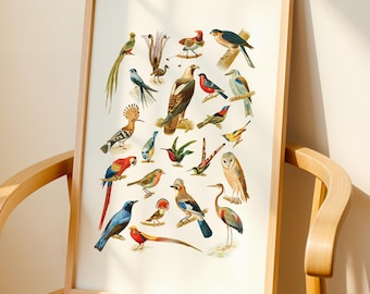 Vintage Bird Print | Antique Bird Illustration | Ornithology Wall Art | Colourful Bird Poster | Botanical Style Nature Decor