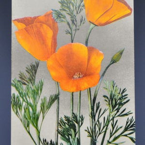 Könnte beinhalten: Vintage Postkarte mit kalifornischen Mohnblumen. Das Bild zeigt leuchtend orangefarbene Blüten mit grünen Stielen und Blättern vor einem hellgrauen Hintergrund. Der Text "1984 - California Poppies" ist oben aufgedruckt. Die Postkarte wird auf einem transparenten Acrylständer präsentiert.
