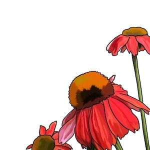 Coneflower Print