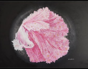 Betta Sakura (pink Betta fish/cherry blossoms)