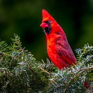Red Cardinal sitting in a pine tree
