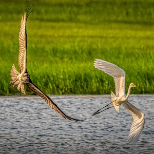 Osprey chasing a Great white Egret (Heron) part 2, in West Dennis MA. Cape Cod is rich with these birds.