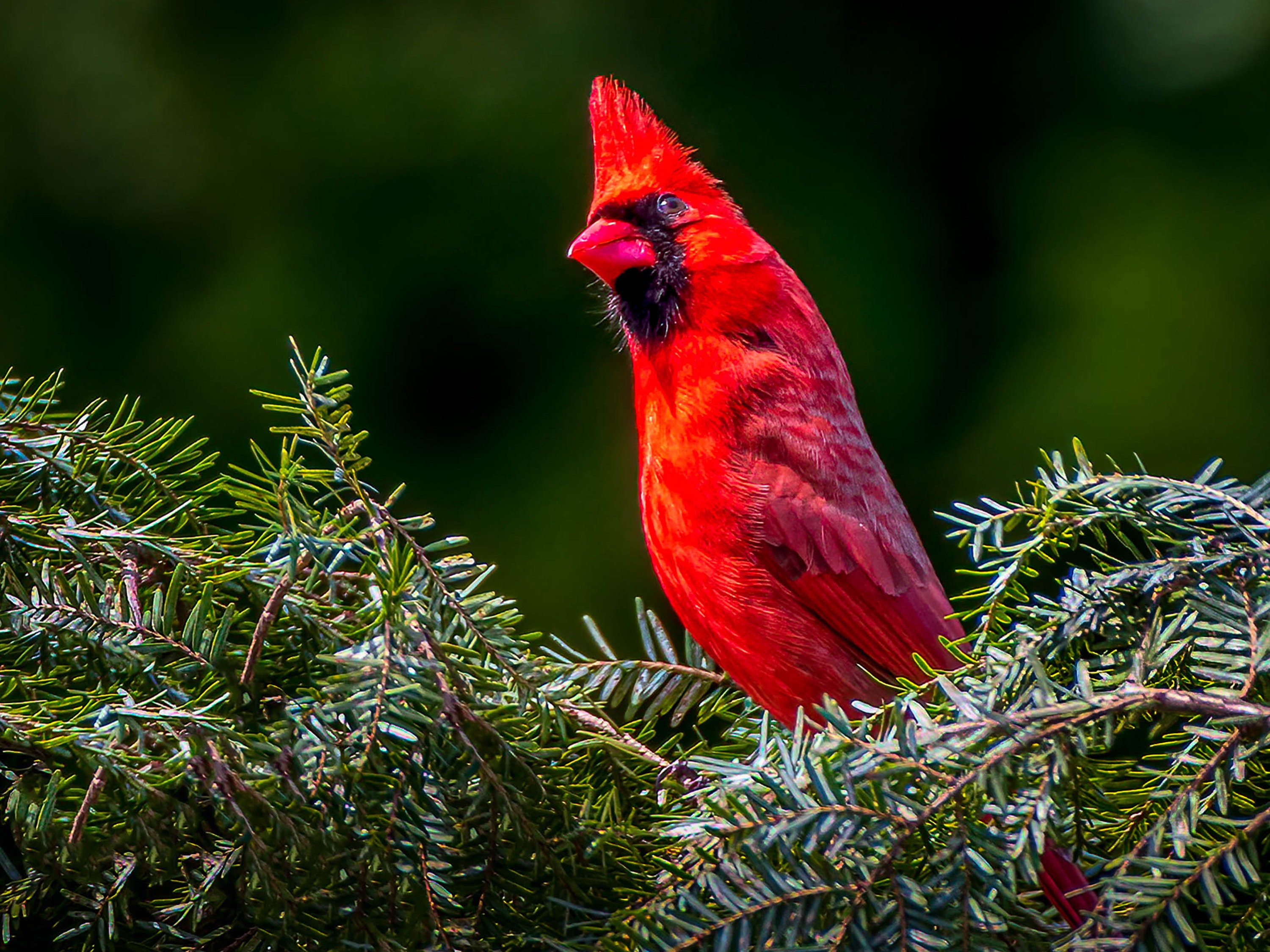 Cardinal Sitting Red Cardinal Sitting in a Pine Tree - Etsy