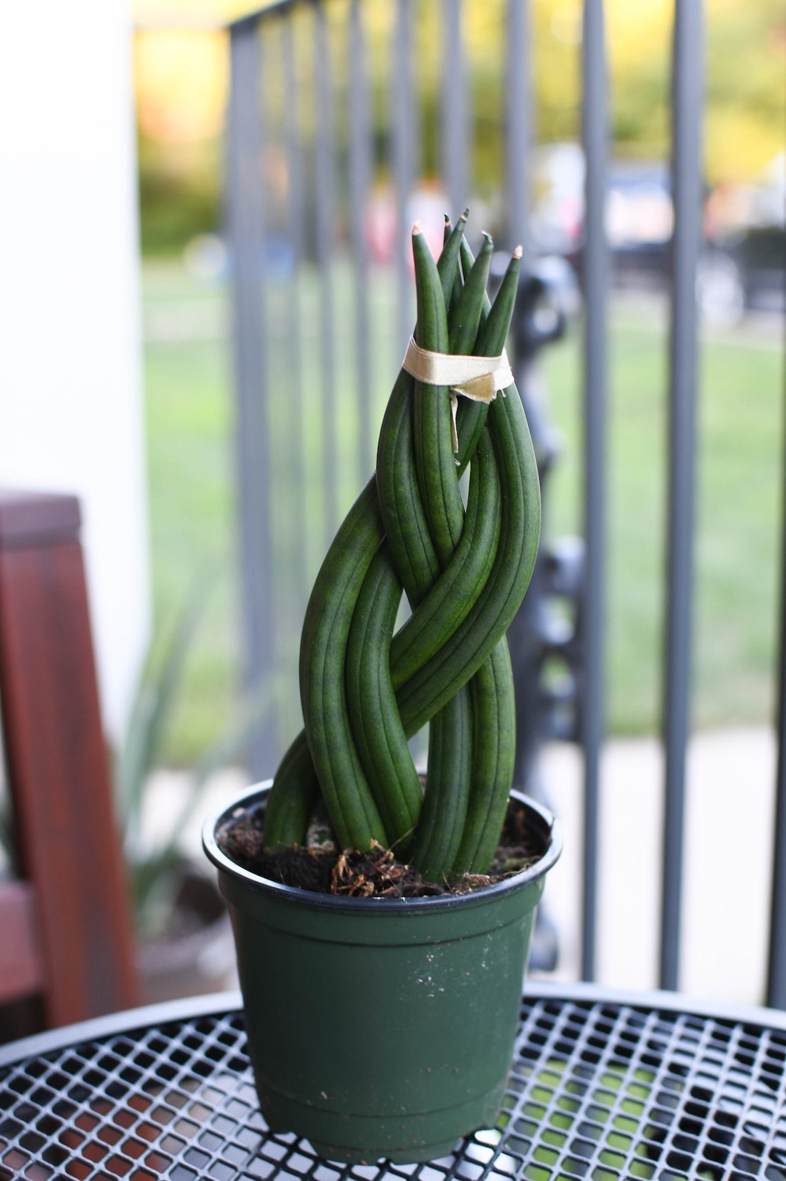 BRAIDED Cylindrica Snake Plant 4 inch pot established