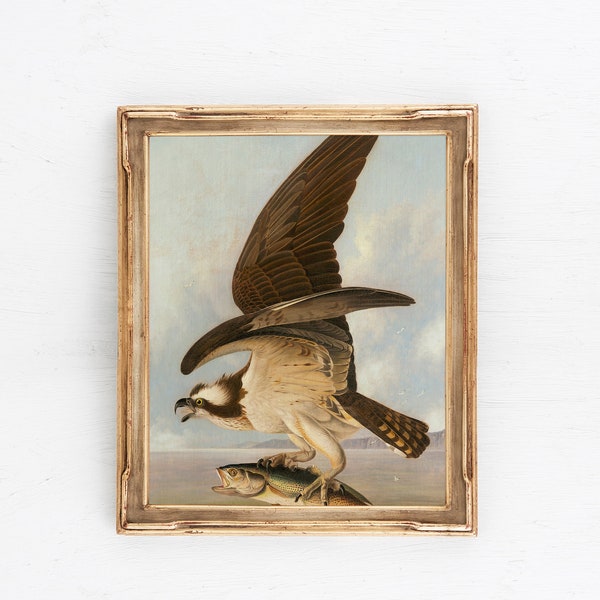 Osprey Art print, Osprey Oil Painting, Antique Osprey Print, Wild Bird Print, Bird of Prey, PRINTABLE art